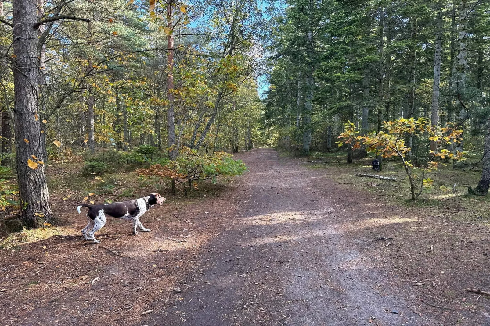 6 persoons vakantie huis in Ålbæk - Niet-getagd