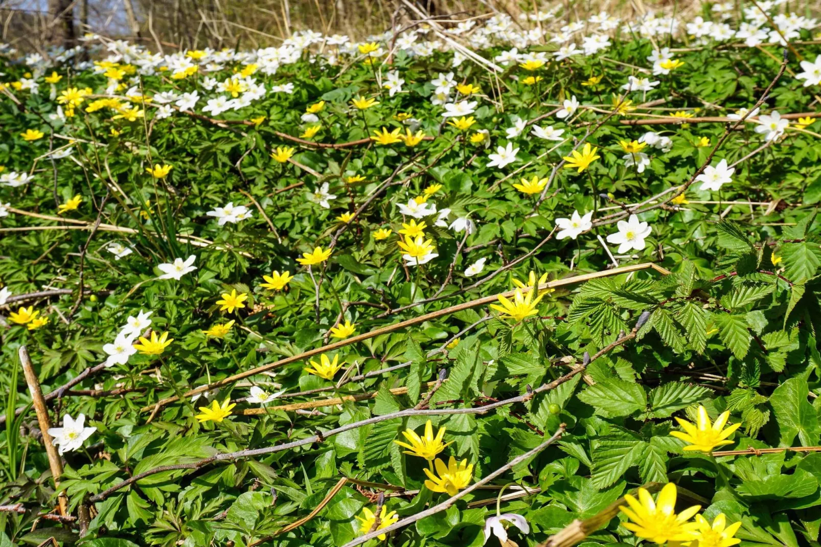 4 Personen vakantie huis in HÄLLEVADSHOLM - Niet-getagd