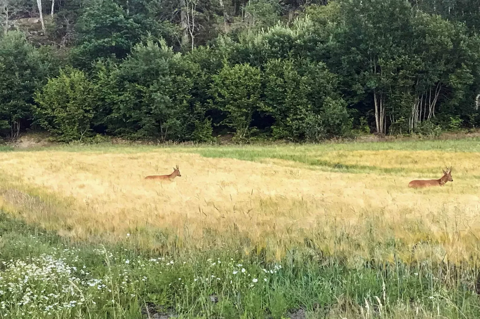 4 Personen vakantie huis in HÄLLEVADSHOLM - Niet-getagd