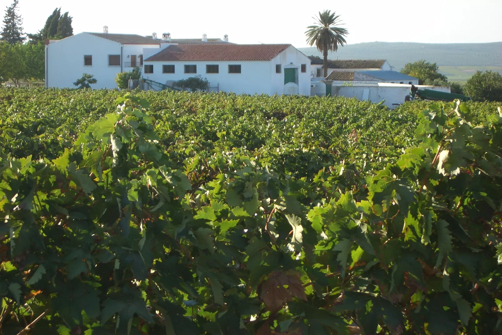 El Pintao ó La Corneja