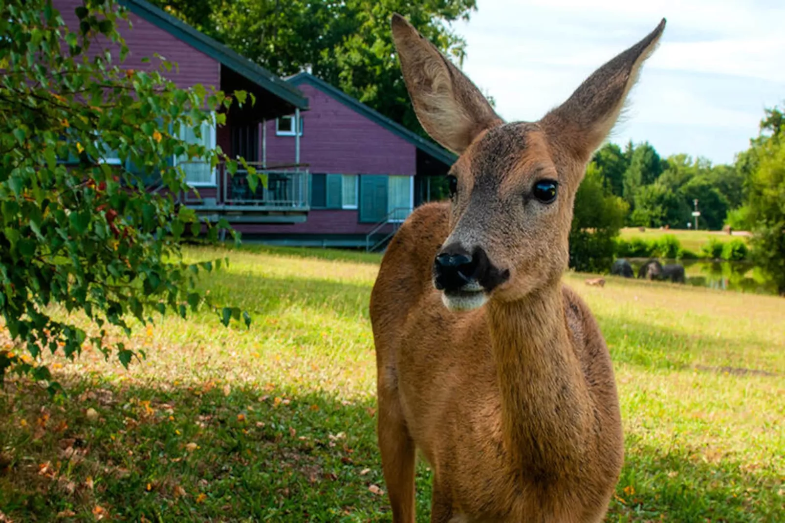 Résidence Goélia Le Domaine des Nouailles***