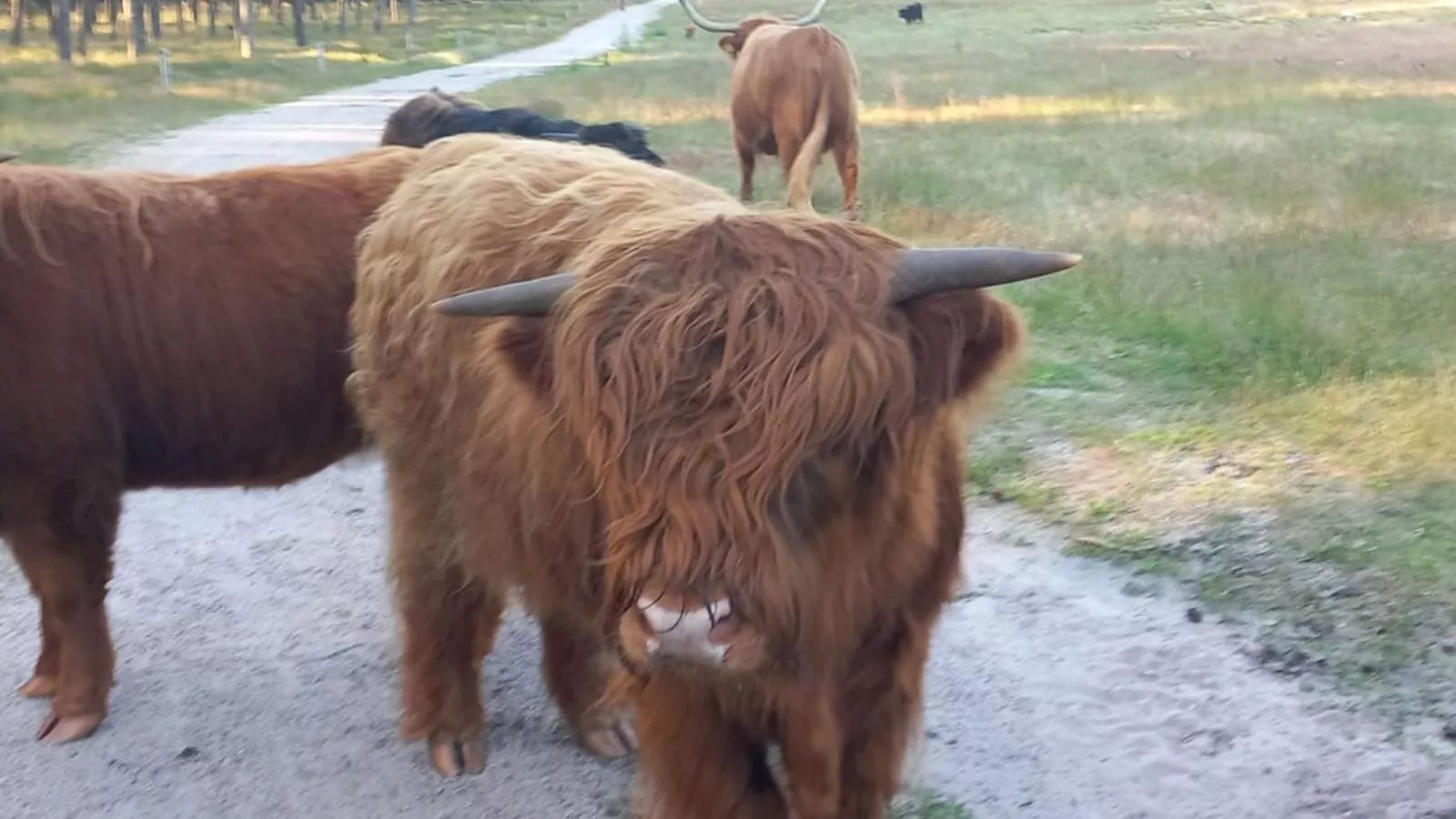 Het Hertenpad - Gebieden zomer 5km