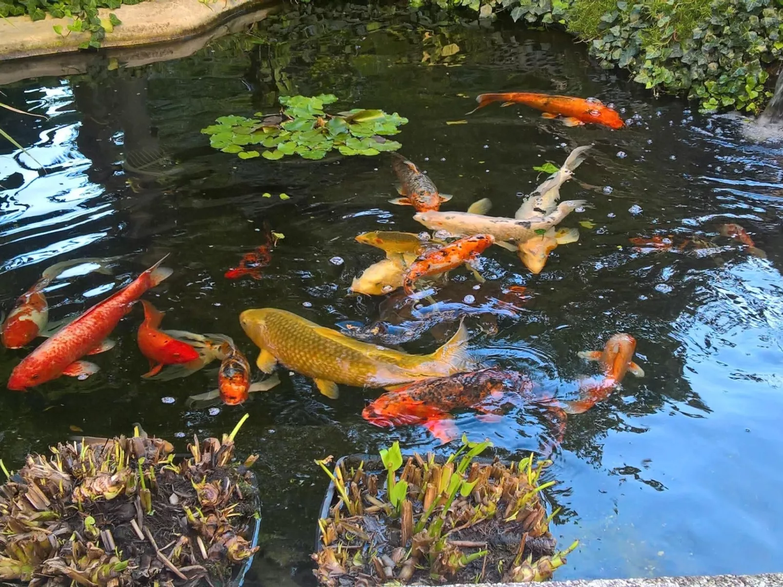 Ginkgo 1 - Image-tags.info