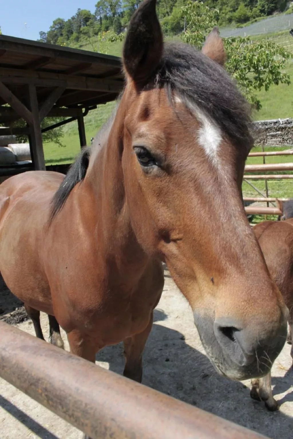 Bio Hof Rosentürmli gross - Image-tags.info