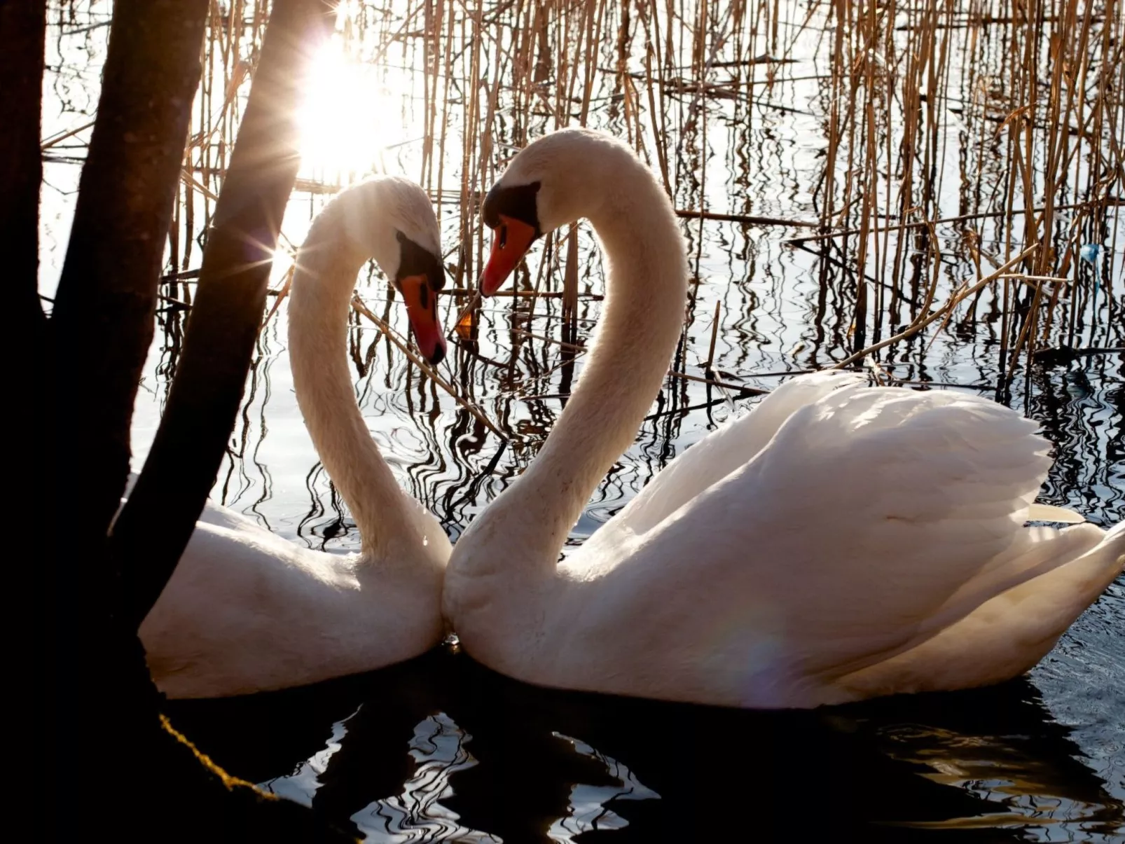 Zimmer mit Seeblick und Terrasse - Buiten