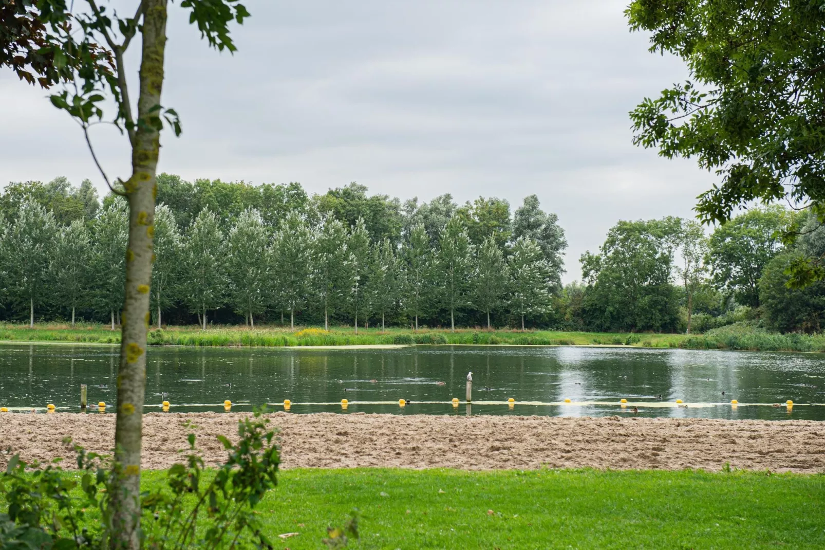 Kuifduiker 138c-Gebieden zomer 1km