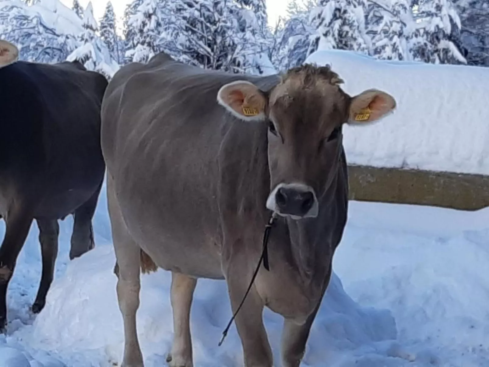Hof Unterstein - Buiten