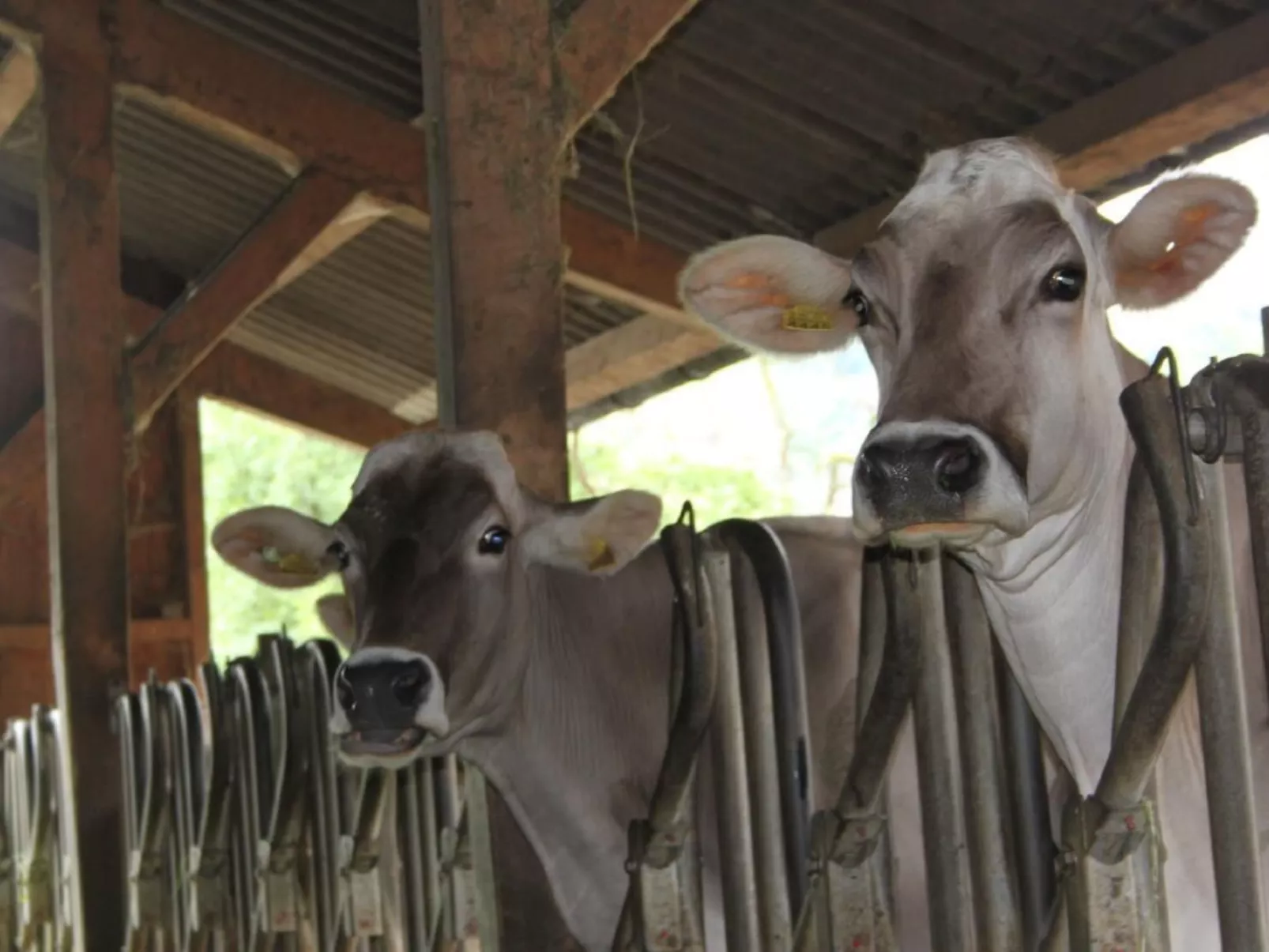 Bio Hof Rosentürmli gross - Image-tags.info