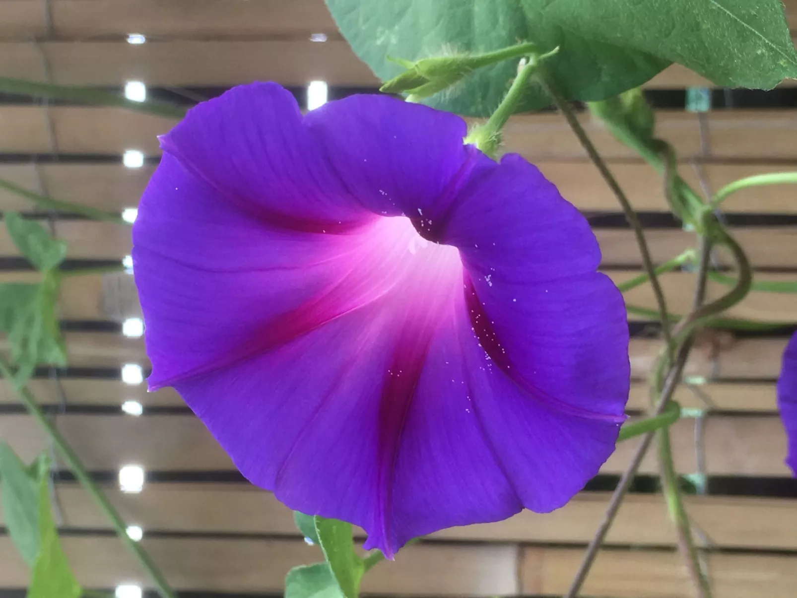 Holunderzimmer - Buiten