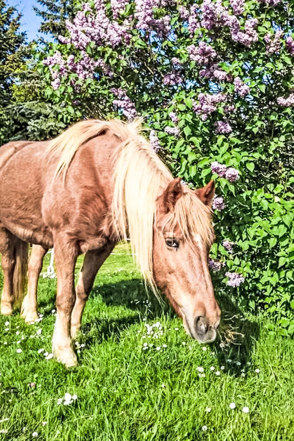 Tinkerhof Stahlhut - Buiten