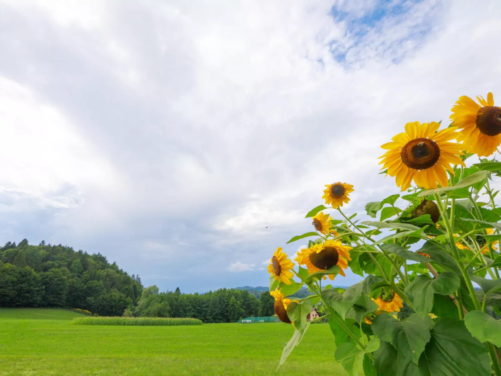 VILLA KATARINA - Buiten