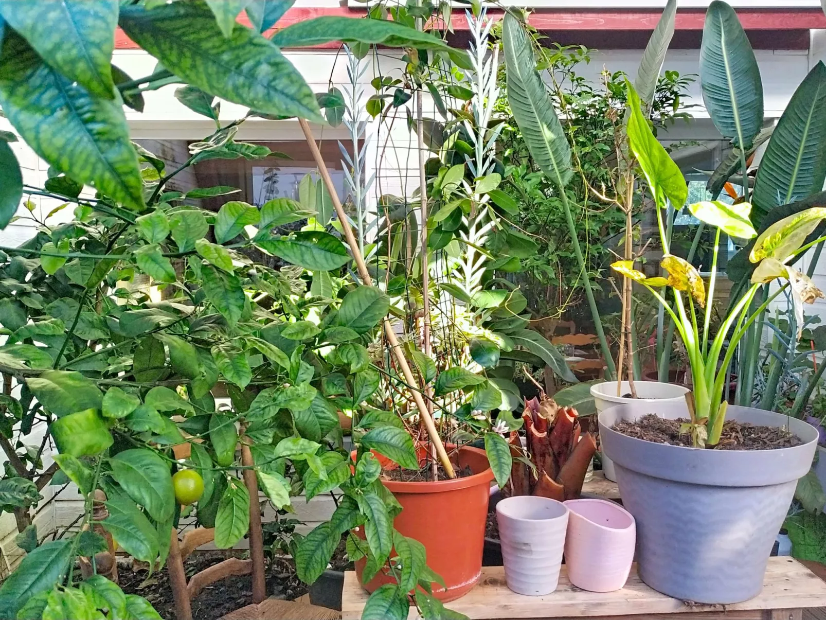 Le Paradis des Fleurs - Binnen