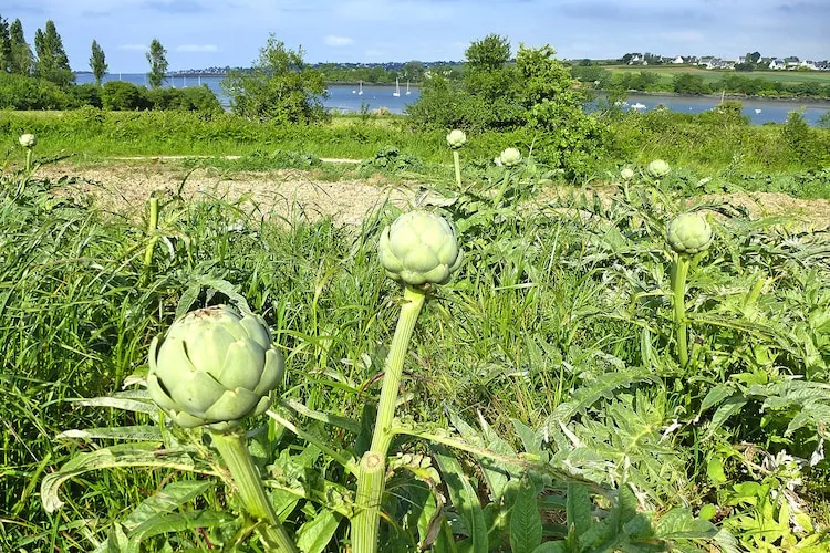 Holiday home St Jean-du-Doigt - Gebieden zomer 20km