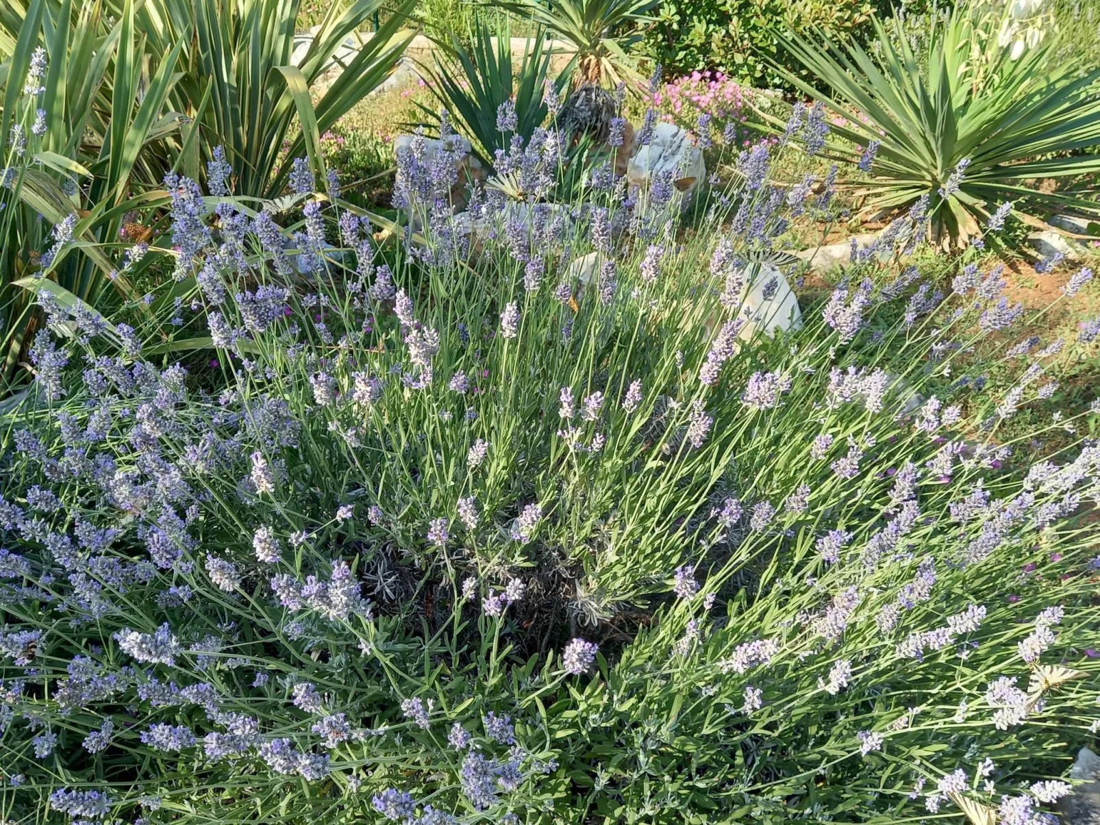 Villa Malini - Buiten