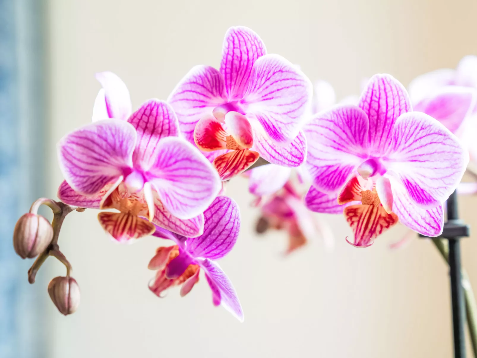 Morteratsch - Binnen