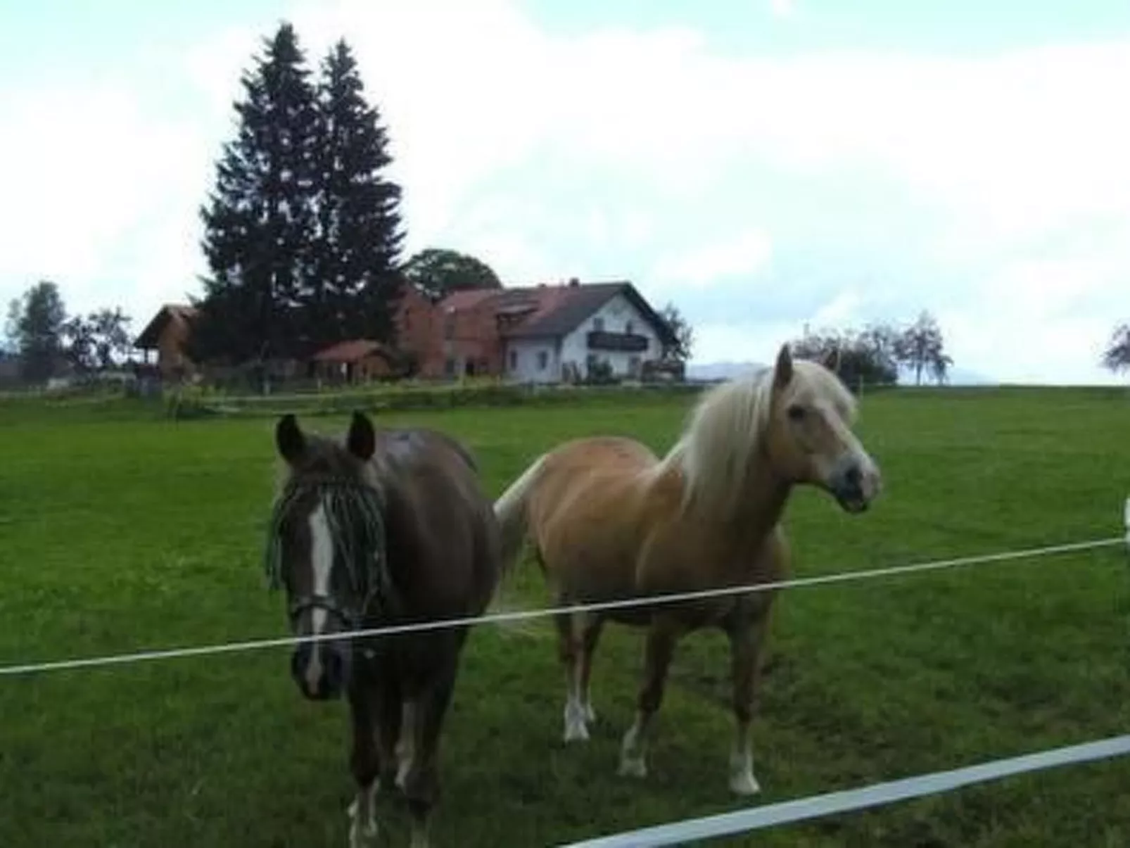 Wohnung in Haidmühle mit Garten und Grill - Buiten