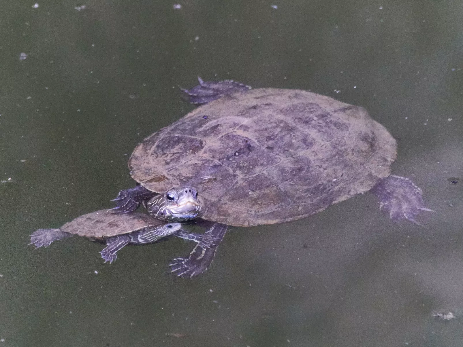Wohnung in Kallithea mit Garten und Terrasse - Image-tags.info