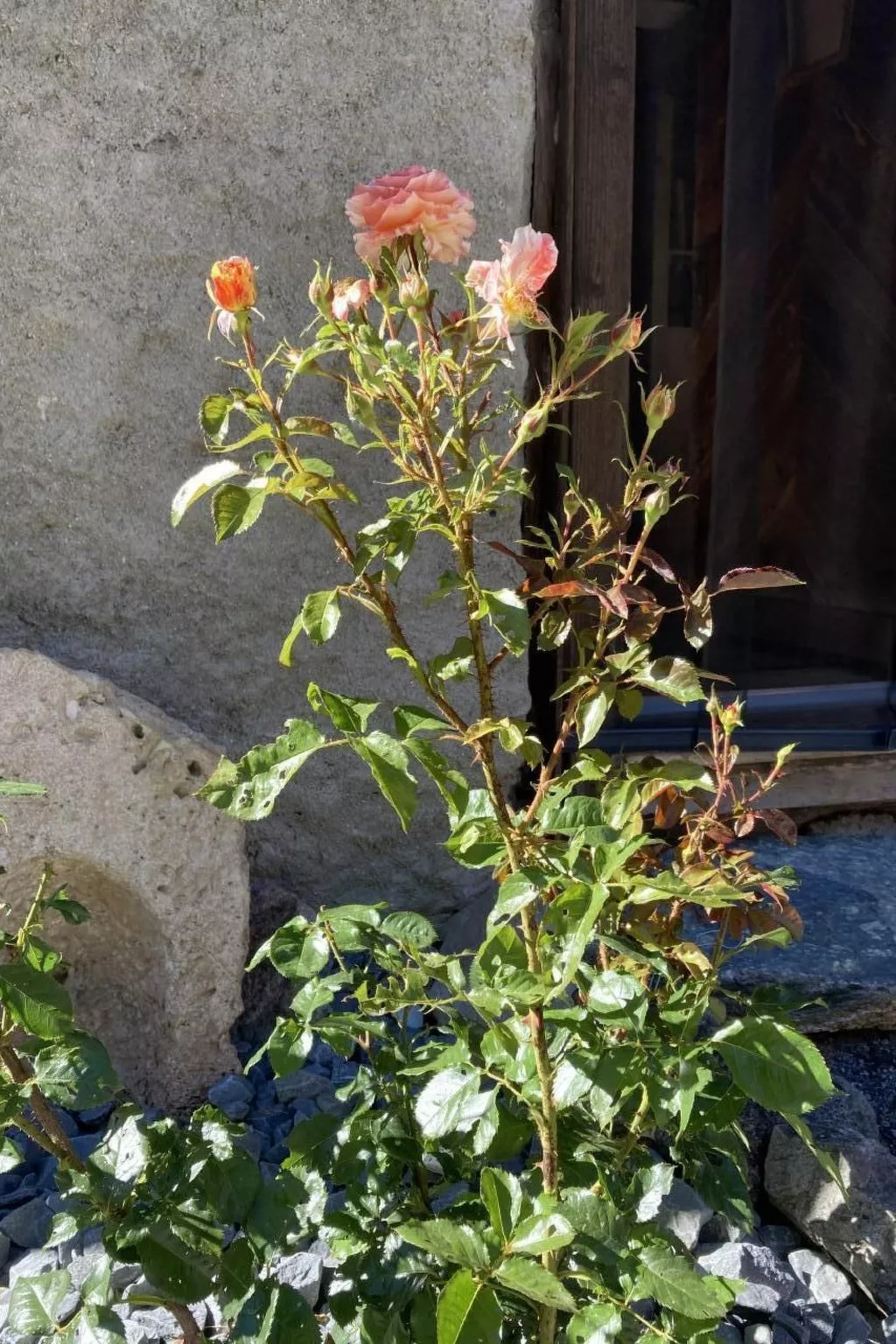 Chalet Le Grandzon **** (bis 8 Personen) - Buiten