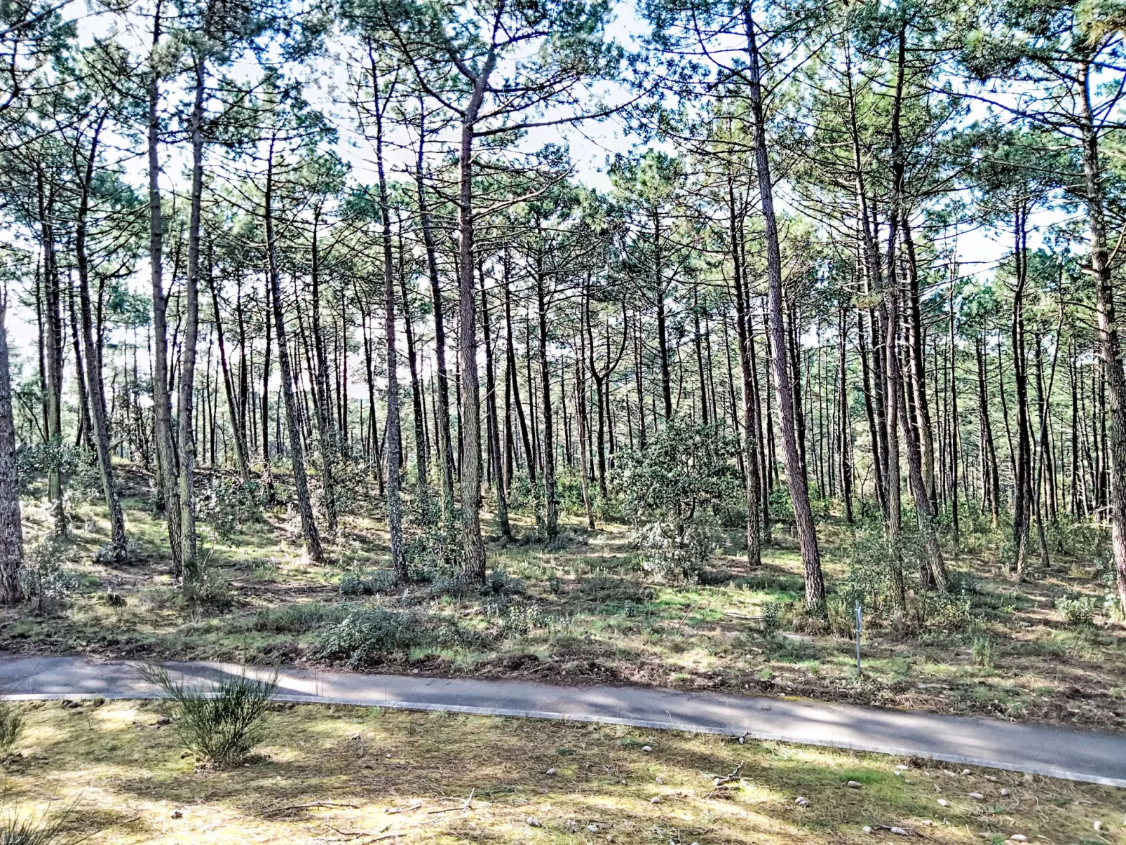 Les Grands Pins - Buiten