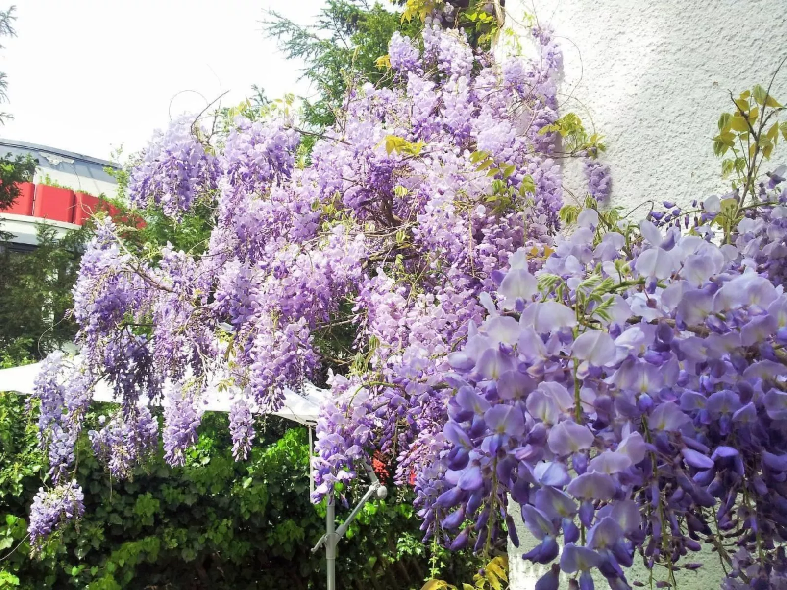 Kleine Villa West - Buiten