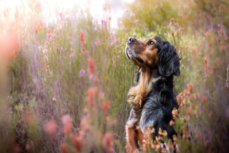Dom wakacyjny w Dębinie dla max 8 osób - Faciliteiten