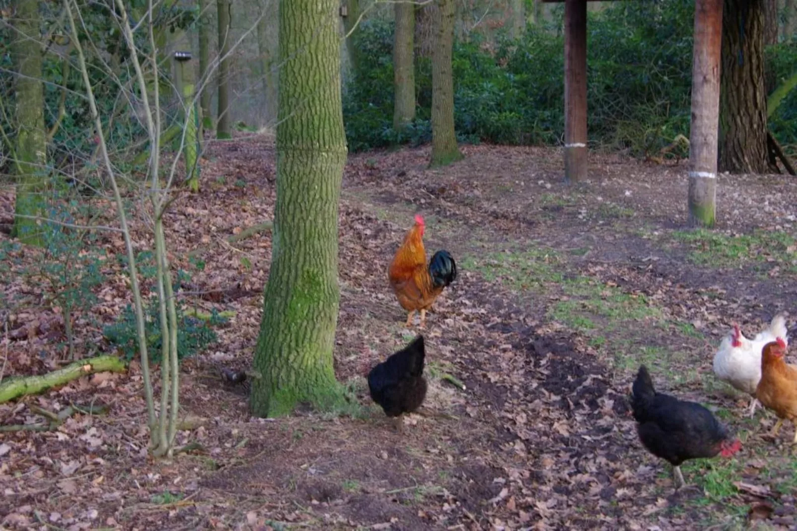Chalet Egel - Gebieden zomer 20km