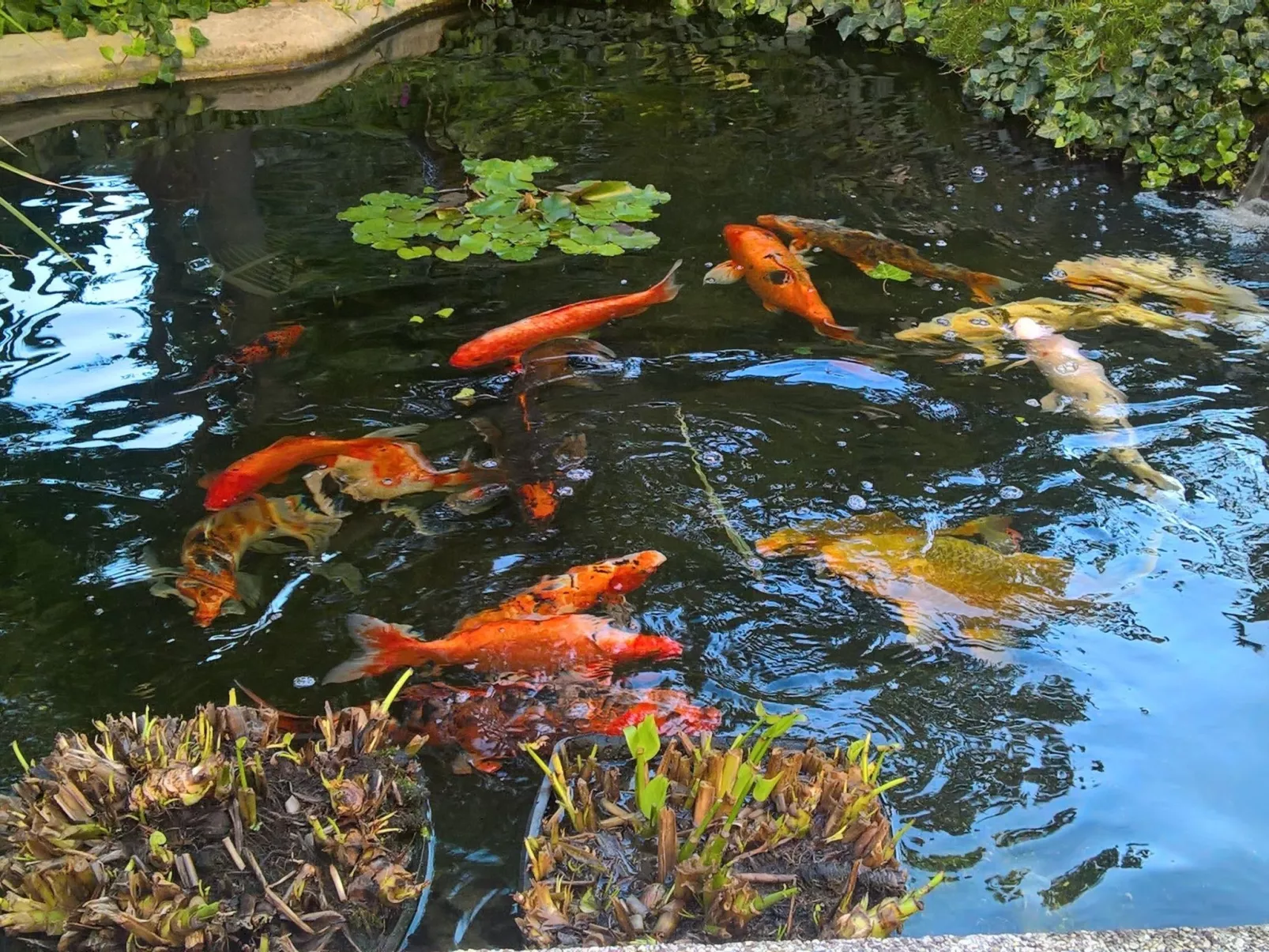 Ginkgo 4 - Image-tags.info