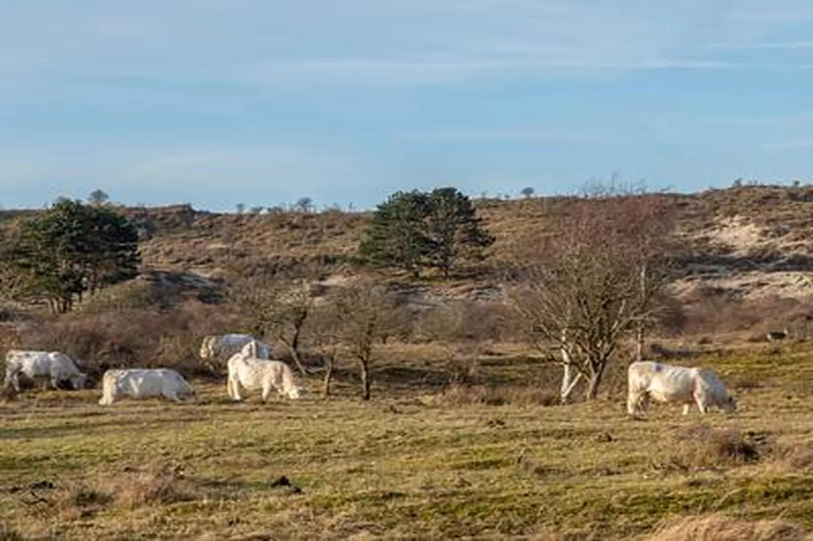 Duinhoeve Chalet Zeeland (huisdier toegestaan) - Gebieden zomer 5km