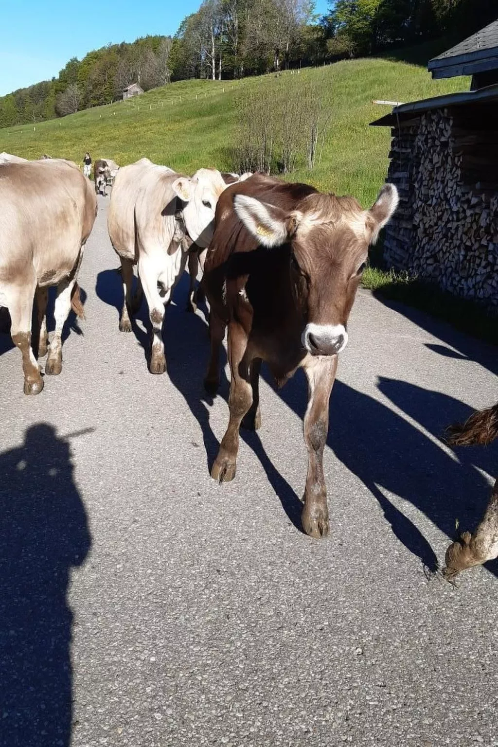 Hof Unterstein - Buiten