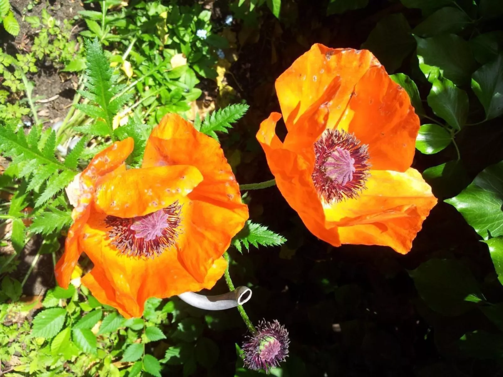 Kleine Villa West - Image-tags.info