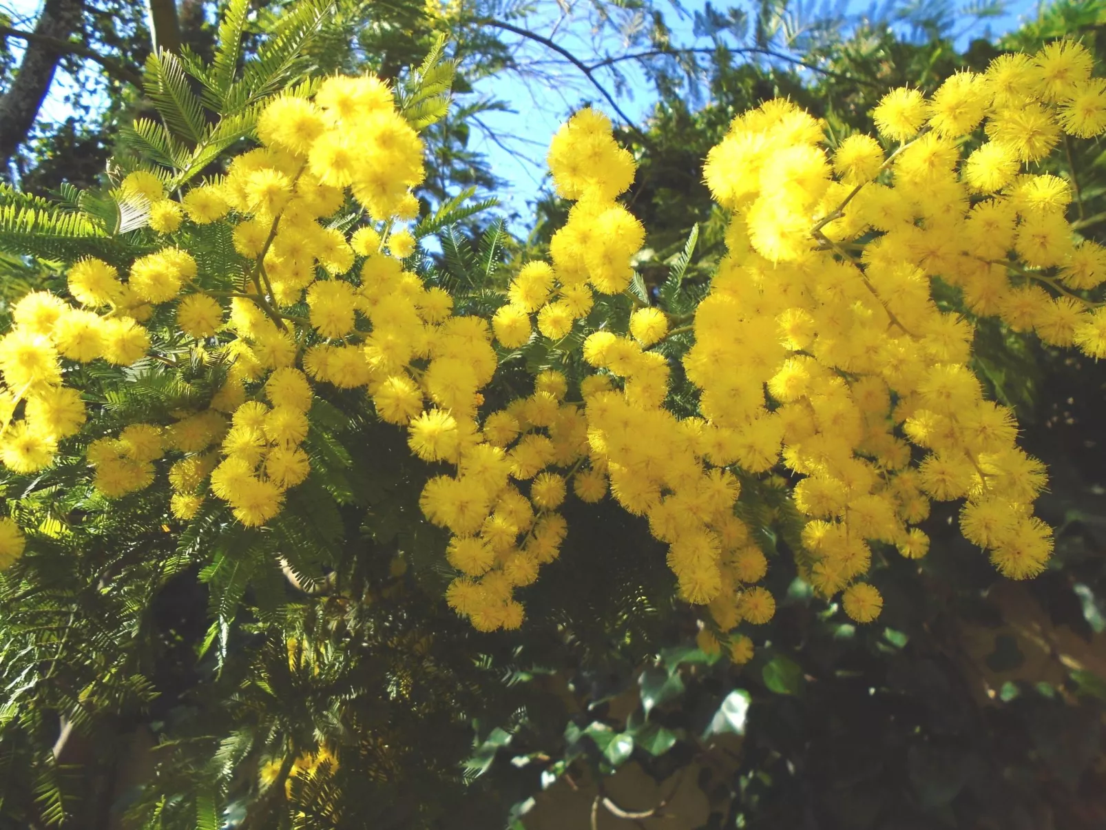 La Soleillade apt mit exklusiver Nutzung des großen Pools - Buiten