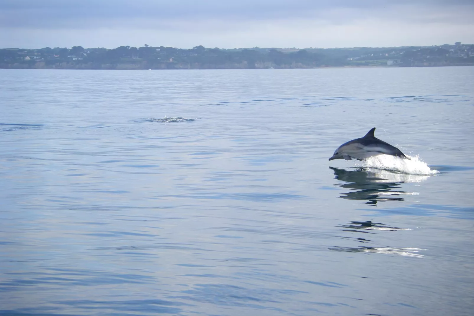 Ferienwohnung in Plougonvelin - Gebieden zomer 20km