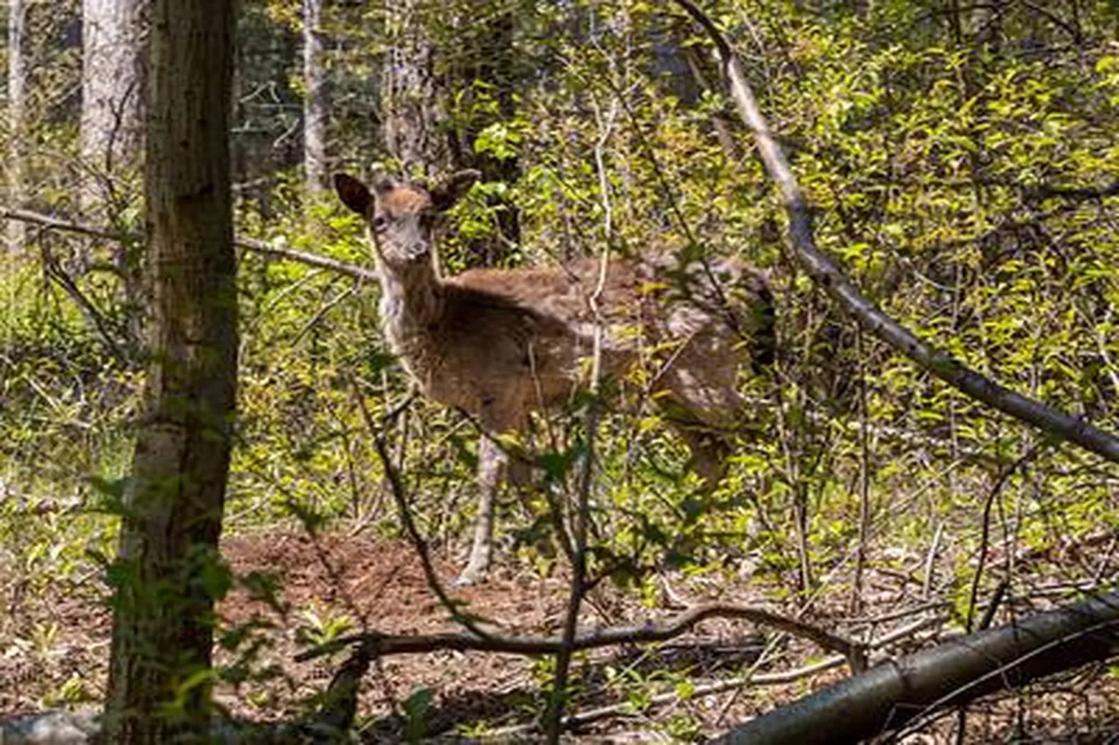 Duinhoeve Chalet Vogel - Huisdier niet toegestaan - Sfeer