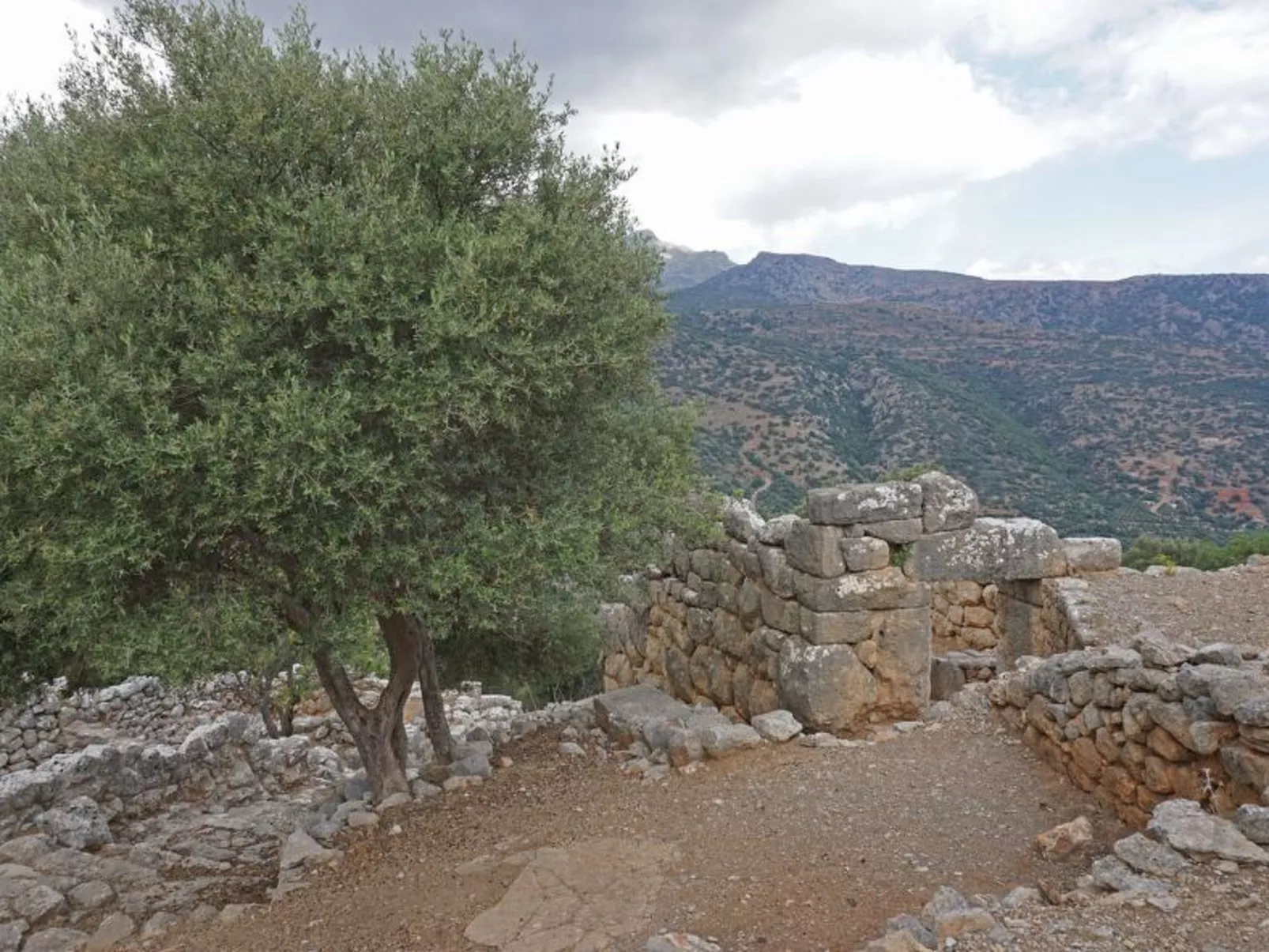 Oleander - Image-tags.info