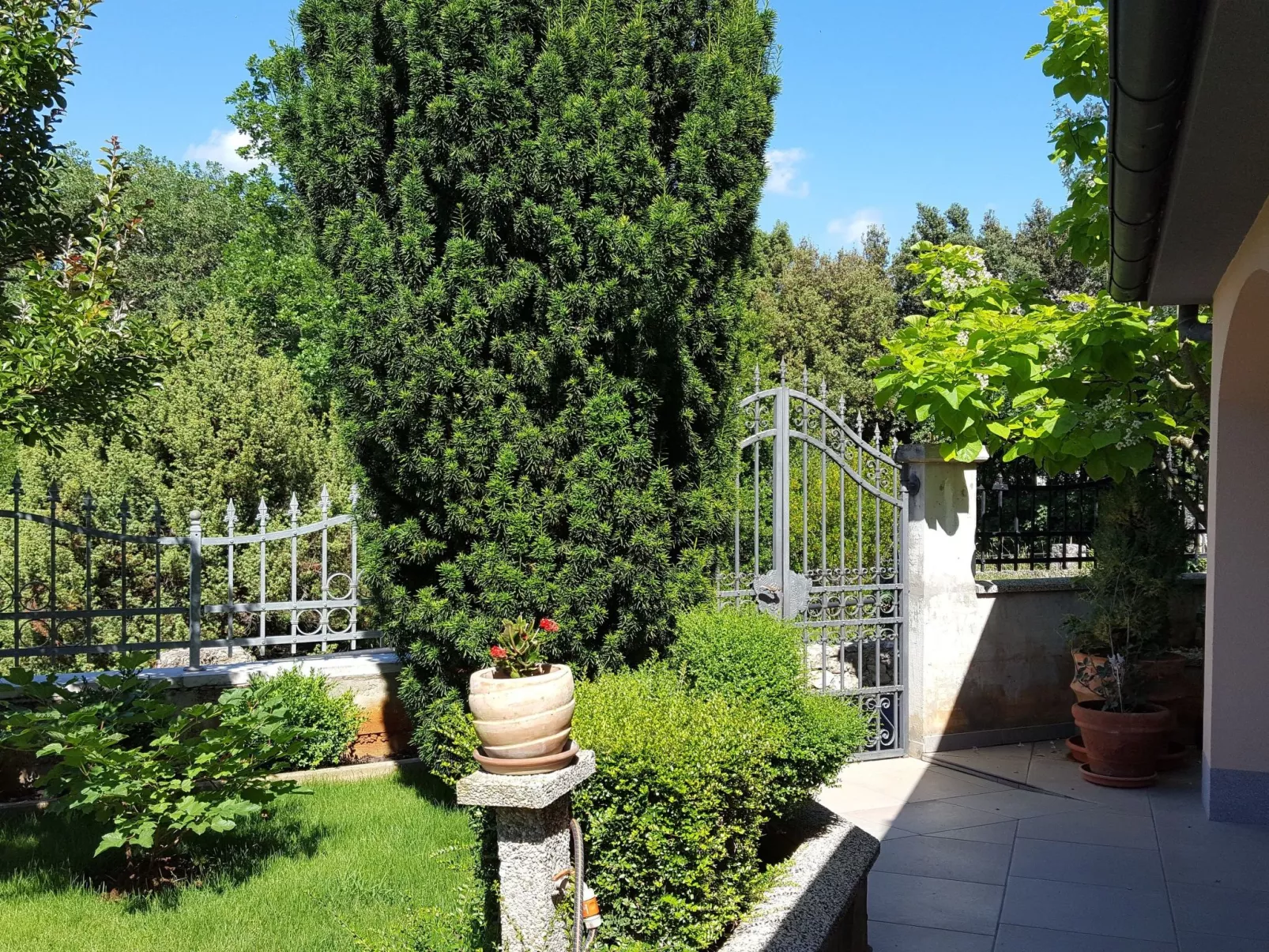 Ginkgo 3 - Image-tags.info