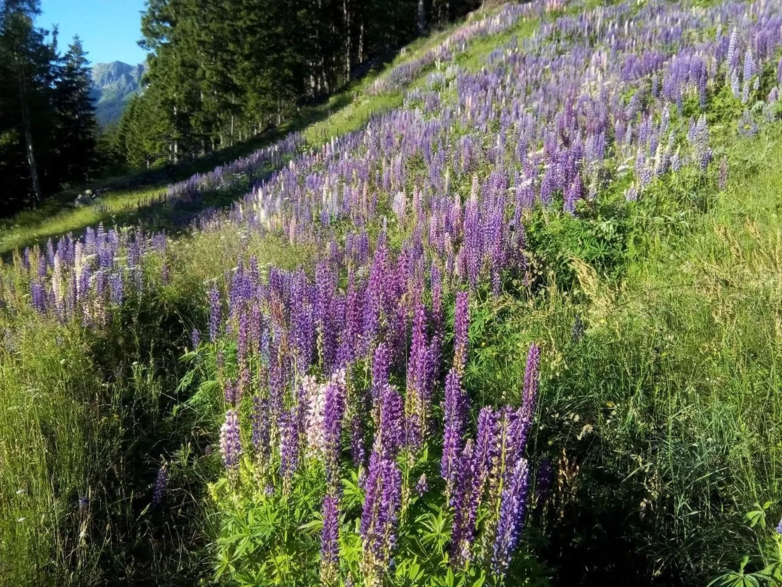 Alpe Monte Massella - Buiten