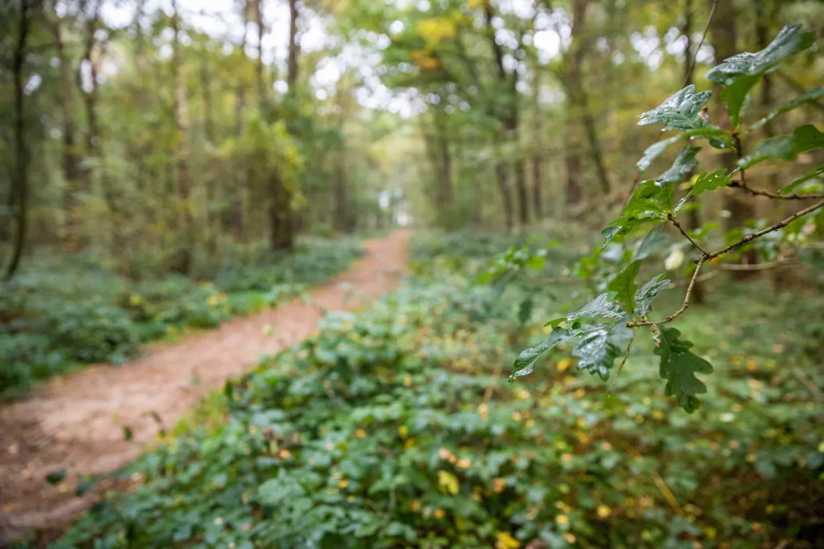 Bospark 't Wolfsven 20-Gebieden zomer 5km