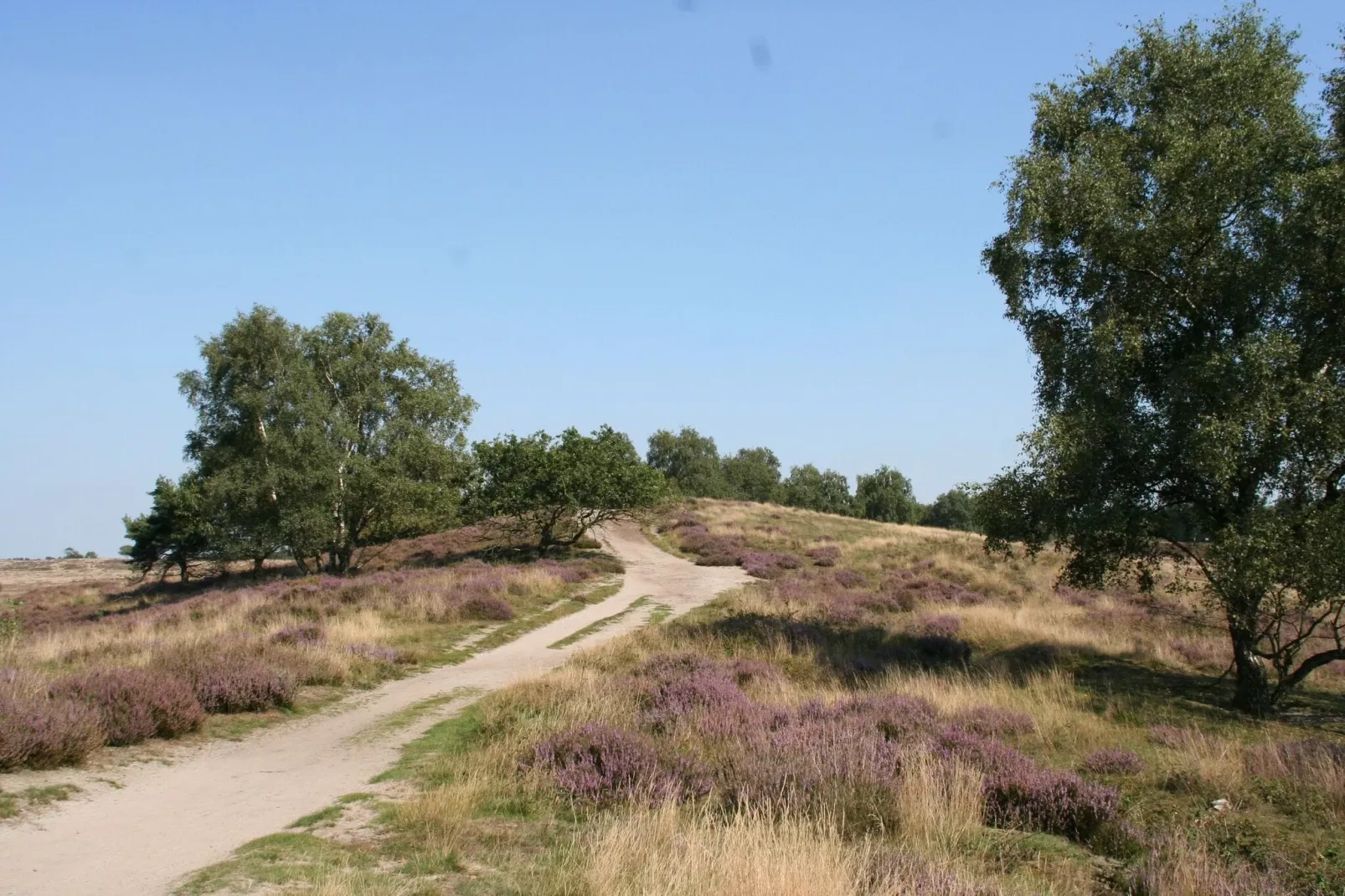 Resort Maasduinen 19-Gebieden zomer 5km