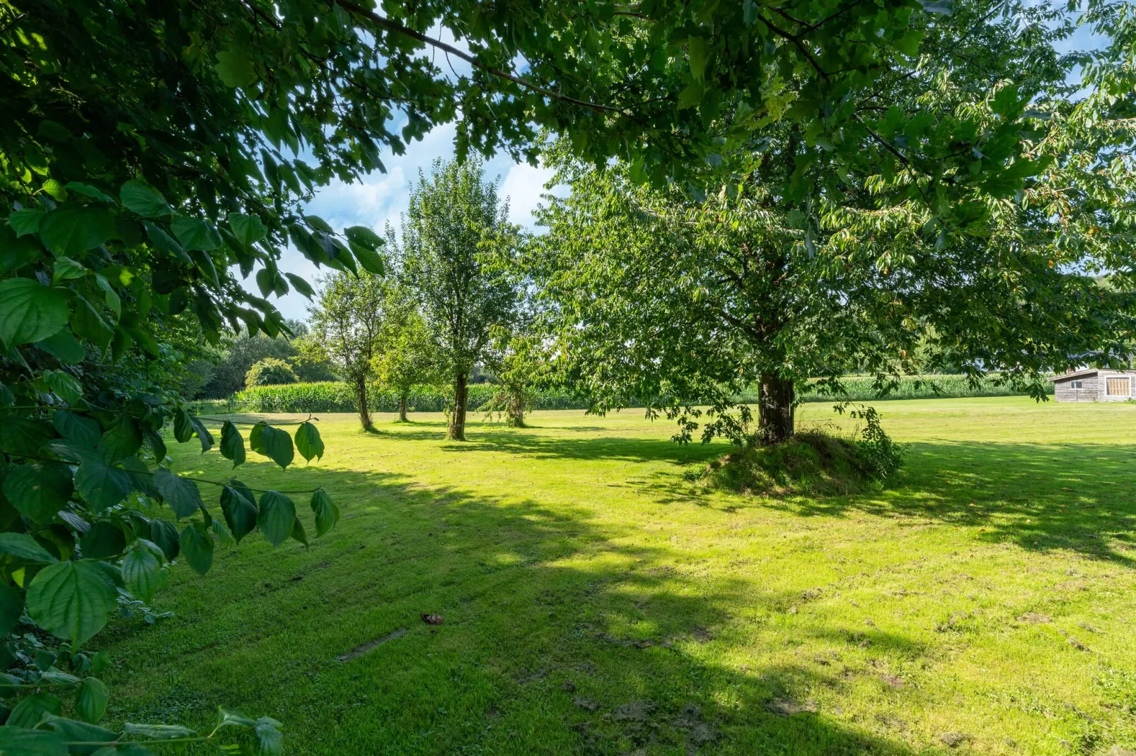 Bie Leentje on the meadow-Tuinen zomer