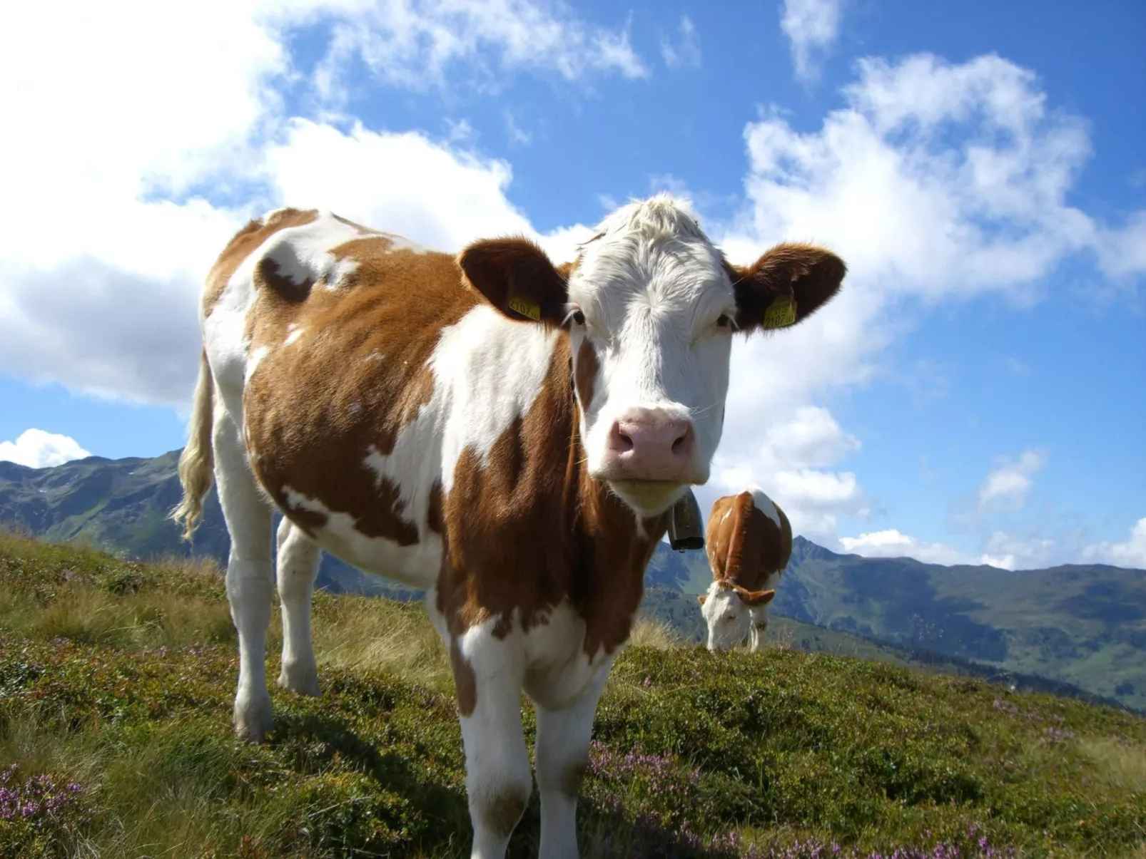 Rosskopf - Image-tags.info