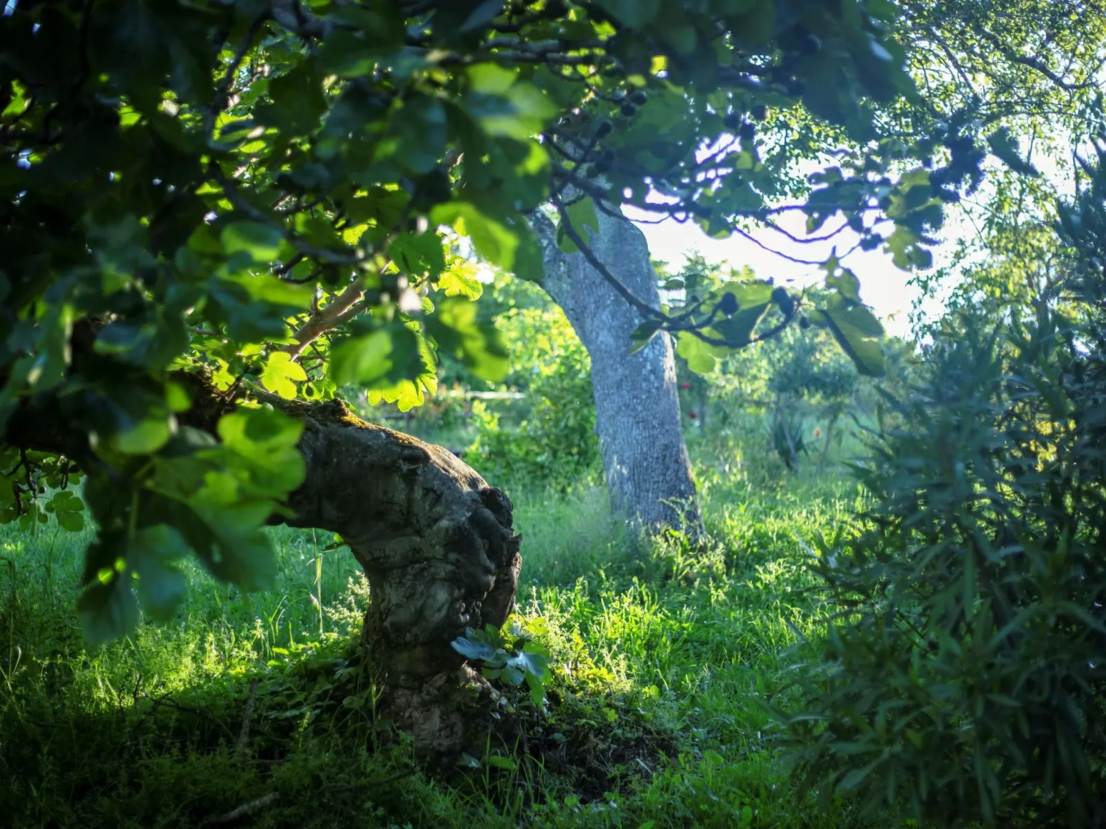 Rural Médulas Haus 1. für 4 PAX belegt. - Buiten