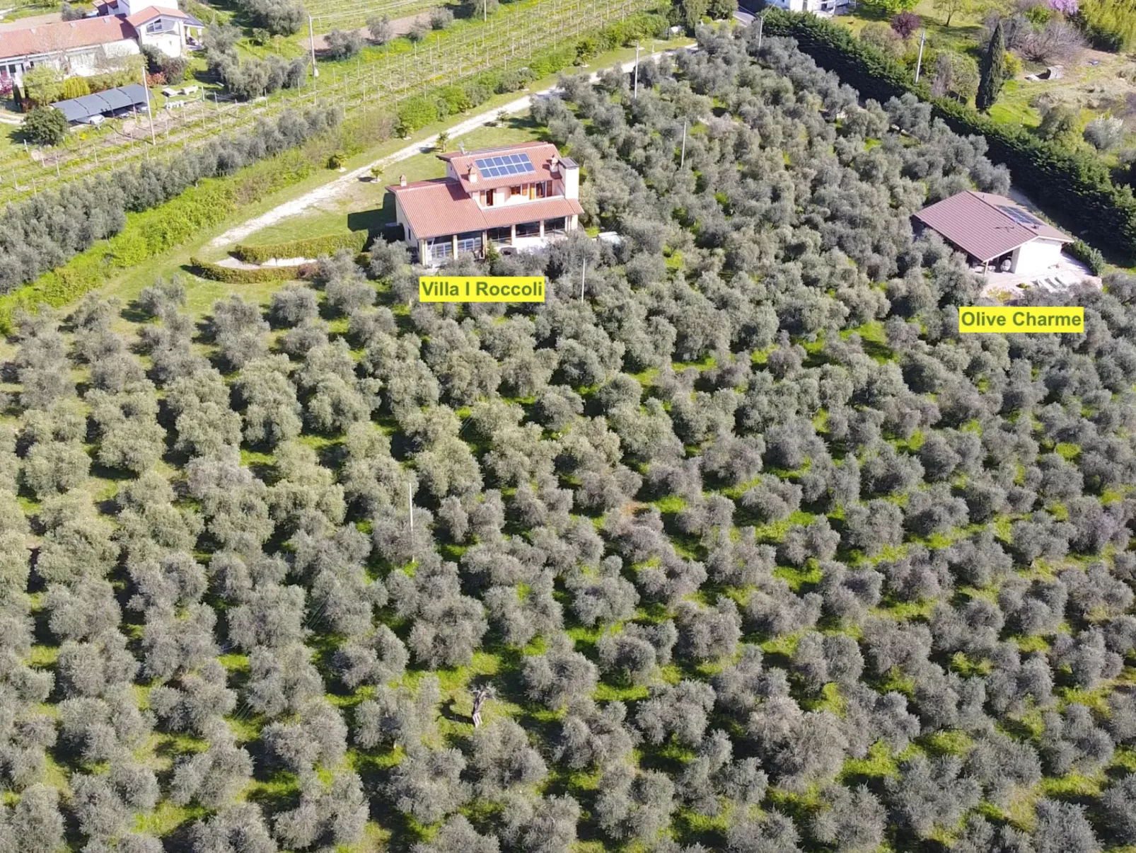 In einem spektakulären Olivenhain in einer ruhig - Image-tags.info