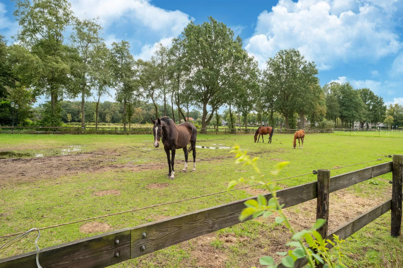 Boerderij No 1-Gebieden zomer 1km