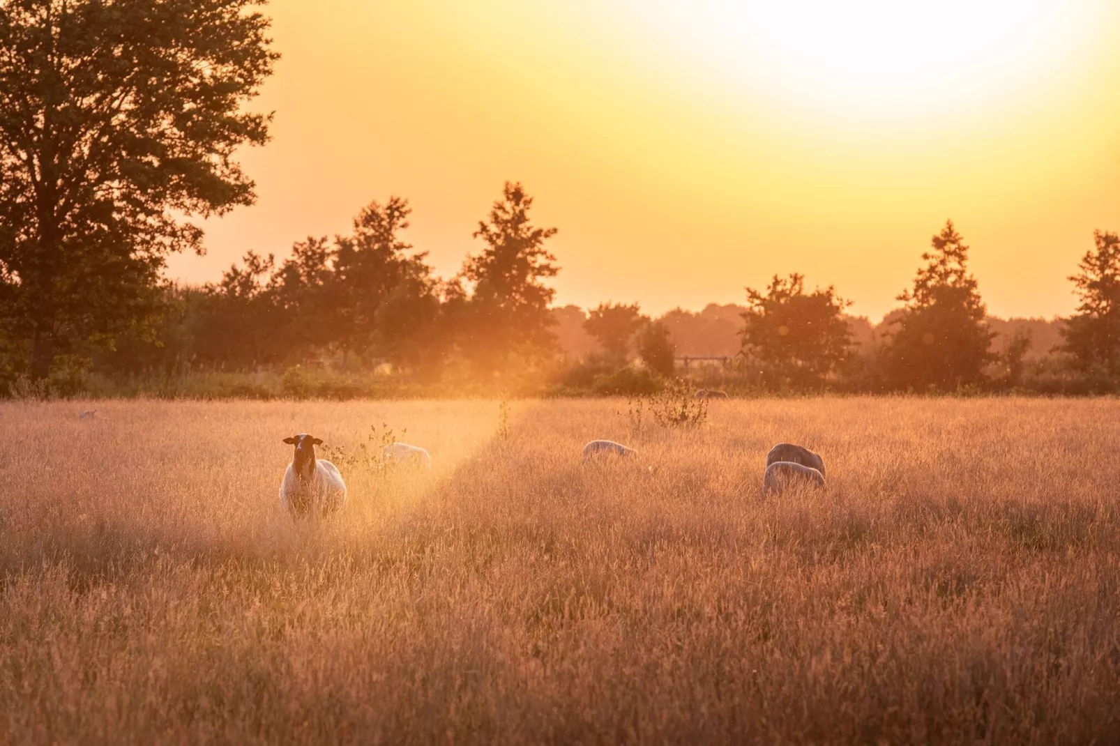 Acker Lodges 4-Uitzicht zomer