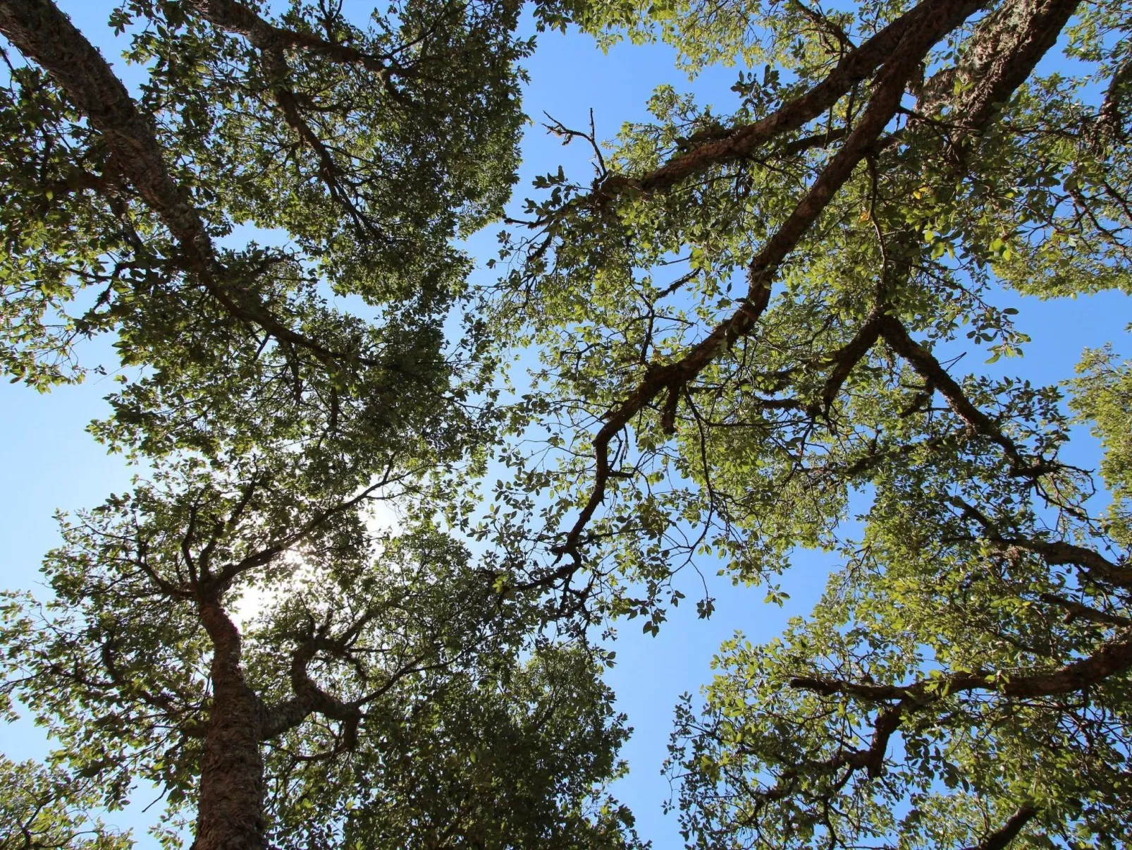 "The Natural Elements" - Buiten