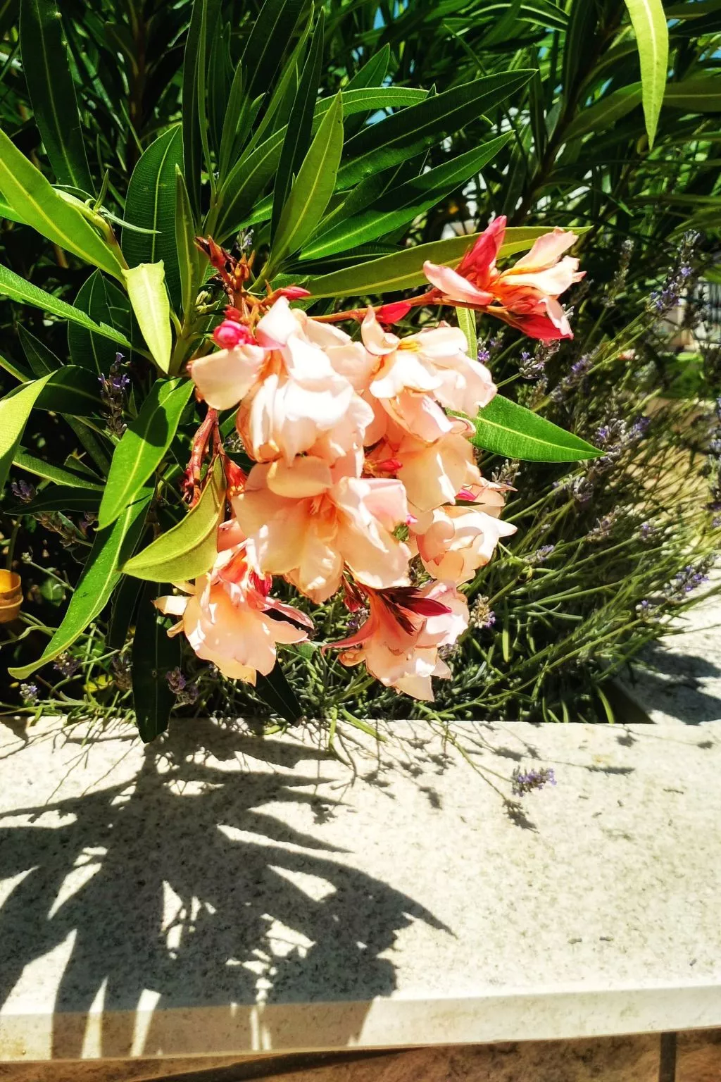 Wohnung "Maya S" mit Terrasse - Image-tags.info