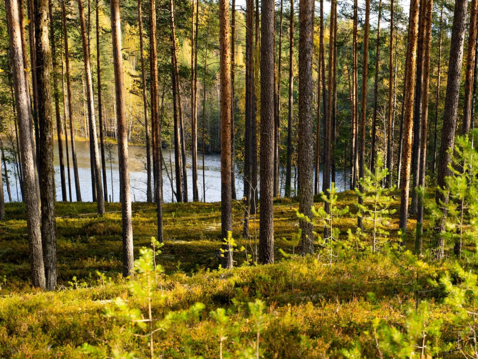 Villa tunturitervakko - Binnen