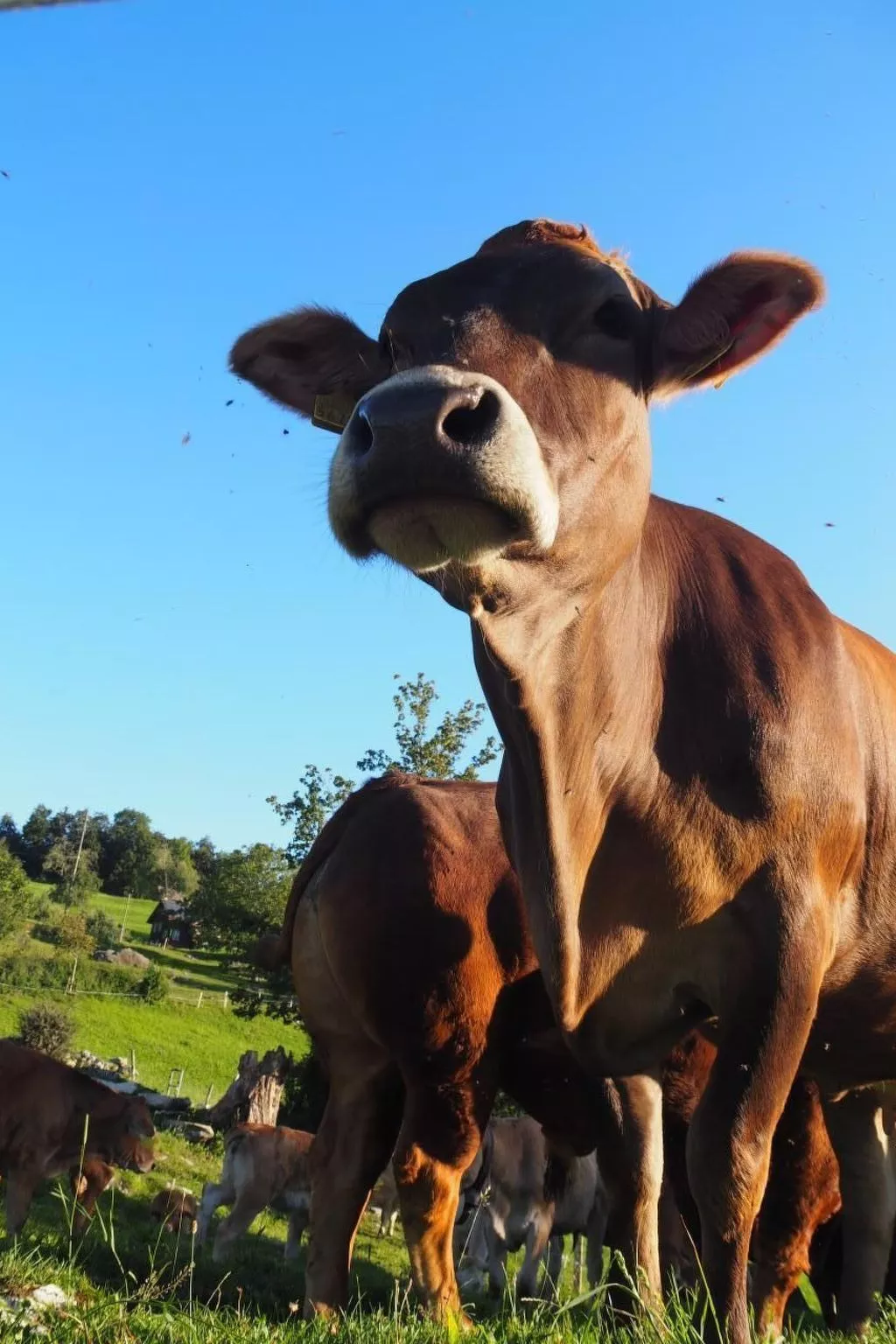 Zeltferien Into the Wäid "Panoramazelt" - Image-tags.info