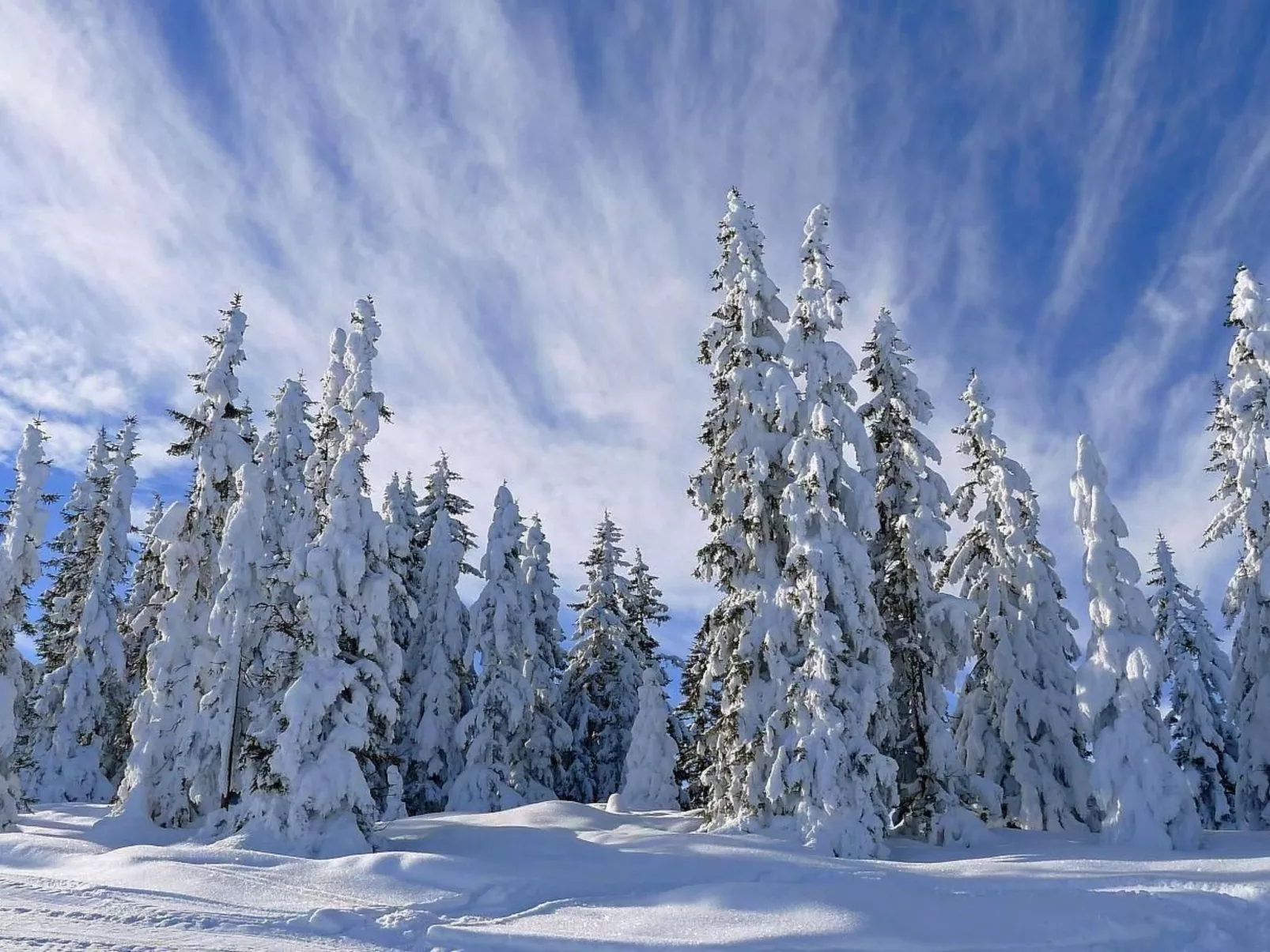 Rosskopf - Image-tags.info