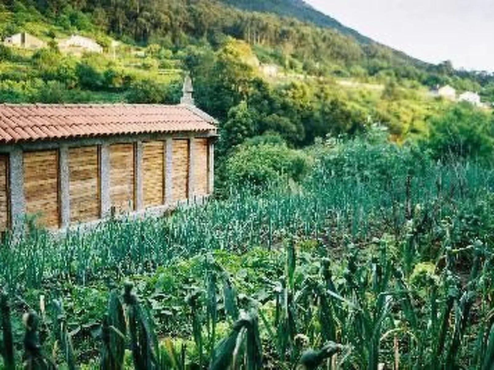 NATUR IN IHRER REINSTEN FORM - Image-tags.info